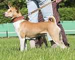 Basenji KSM Muenster 2014 (1070)